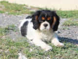 4 chiots mâles Cavalier King Charles LOF à réserver