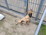 2 chiots femelles Bergers Belges Malinois LOF à vendre