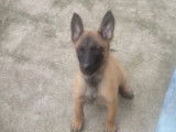 2 chiots femelles Bergers Belges Malinois LOF à vendre