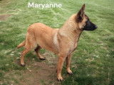 2 chiots femelles Bergers Belges Malinois LOF à vendre