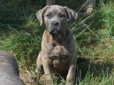 1 chiot femelle Cane Corso LOF en vente