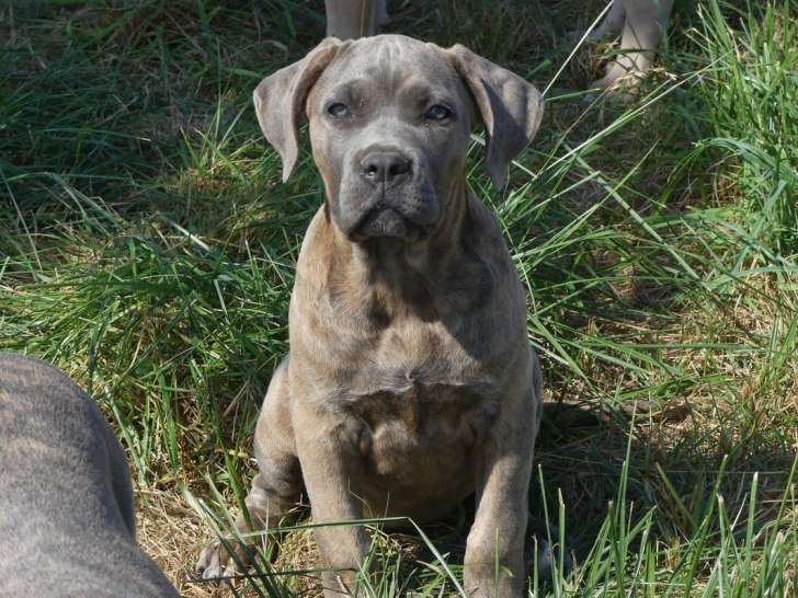 1 chiot femelle Cane Corso LOF en vente