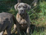 1 chiot femelle Cane Corso LOF en vente