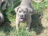 1 chiot femelle Cane Corso LOF en vente