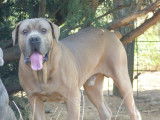 1 chiot femelle Cane Corso LOF en vente