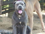 1 chiot femelle Cane Corso LOF en vente