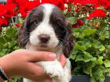 4 chiots Springer Spaniels LOF à réserver