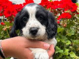 4 chiots Springer Spaniels LOF à réserver