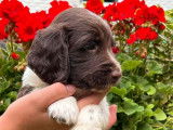 4 chiots Springer Spaniels LOF à réserver