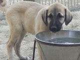 Chiots  Bergers Kangals d'Anatolie LOF &agrave; r&eacute;server