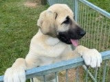 Chiots  Bergers Kangals d'Anatolie LOF &agrave; r&eacute;server