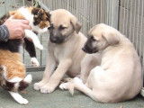 Chiots  Bergers Kangals d'Anatolie LOF &agrave; r&eacute;server