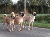Chiots  Bergers Kangals d'Anatolie LOF &agrave; r&eacute;server