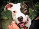 À adopter : chiot American Staffordshire Terrier mâle bringé