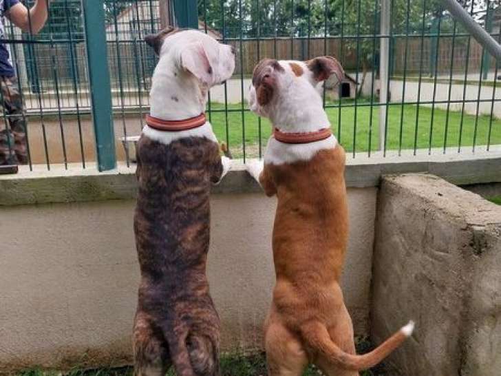 Disponible à l'adoption : chiot American Staffordshire Terrier mâle de 8 mois