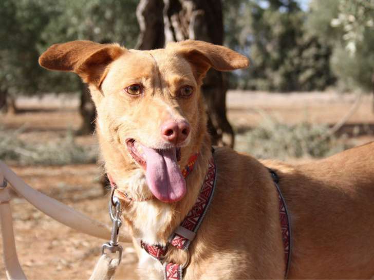 Disponible à l'adoption : chienne adulte