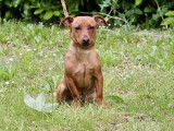 En attente d'adoption : chien Pinscher Nain beige