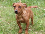 En attente d'adoption : chien Pinscher Nain beige