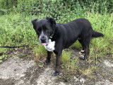 Chienne de 7 ans disponible à l'adoption