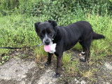Chienne de 7 ans disponible à l'adoption