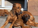 Magnifique chiot Rhodesian Ridgeback à vendre