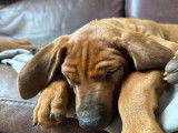 Magnifique chiot Rhodesian Ridgeback à vendre
