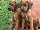 Magnifique chiot Rhodesian Ridgeback à vendre