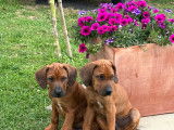 Magnifique chiot Rhodesian Ridgeback à vendre
