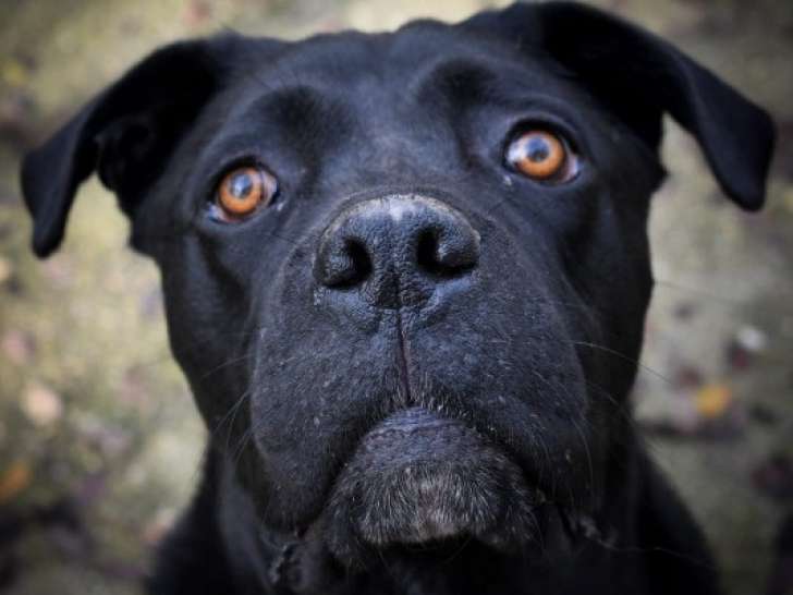 Chien Cane Corso noir à adopter