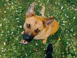 Disponible à l'adoption, chien marron