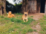Disponible à l'adoption, chien marron