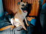 Disponible à l'adoption, chien marron