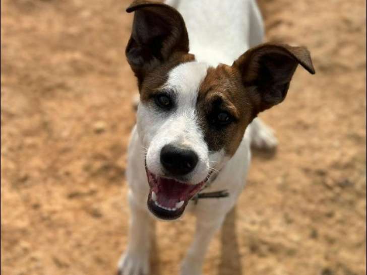 Disponible à l'adoption : chien d'un an
