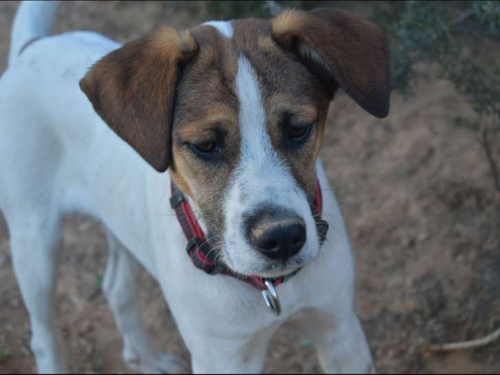 En attente d'adoption : chien au pelage blanc