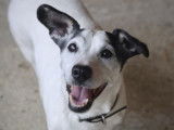 Chien Jack Russel Terrier disponible à l'adoption