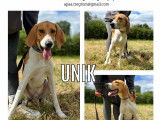 Chiot Beagle-Harrier mâle à adopter