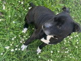 Disponible à l'adoption, chien American Staffordshire Terrier de 7 ans