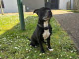 À adopter, chien American Staffordshire Terrier âgé de 8 ans