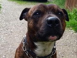 À la recherche d’un foyer : chien American Staffordshire Terrier de 4 ans