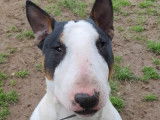 En attente d'adoption : chien Bull Terrier tricolore