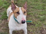 À adopter : chien Bull Terrier Miniature marron et blanc