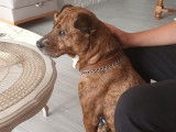 Chienne à adopter