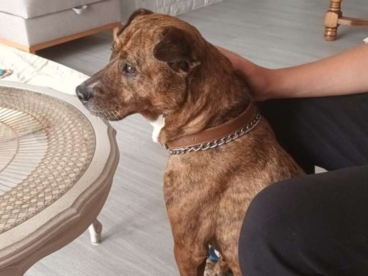 Chienne à adopter