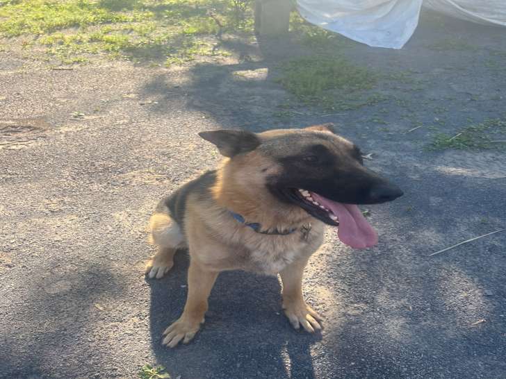 Chien Berger Allemand 1 an à vendre