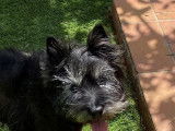 Chien Cairn Terrier de 11 ans en attente d'une famille