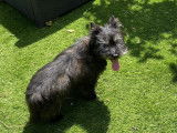 Chien Cairn Terrier de 11 ans en attente d'une famille