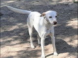 Chien blanc à la recherche d’un foyer