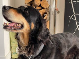 À adopter : chienne Setter Gordon