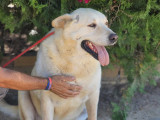 Disponible à l'adoption : chien de 4 ans