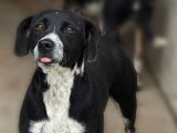 À adopter : chien noir et blanc